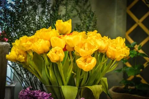 Tulips Stock Photos