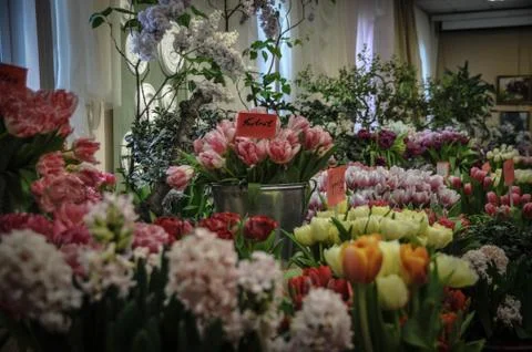 Tulips Stock Photos