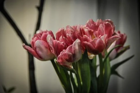Tulips Stock Photos