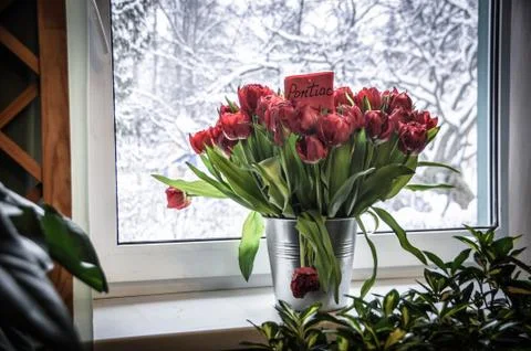 Tulips Stock Photos