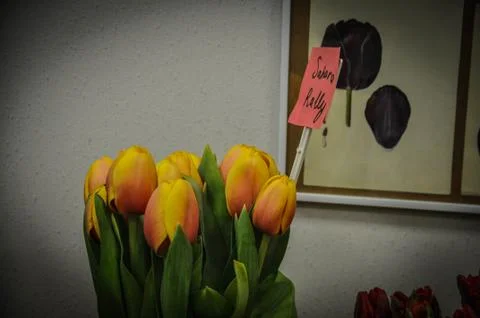 Tulips Stock Photos