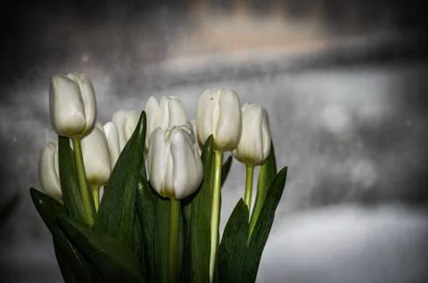Tulips Stock Photos