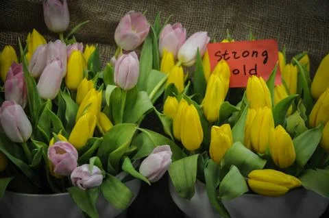 Tulips Stock Photos