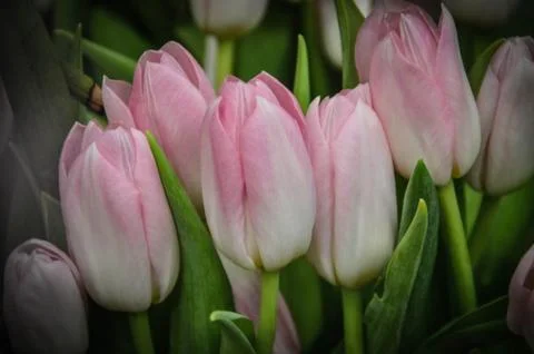 Tulips Stock Photos