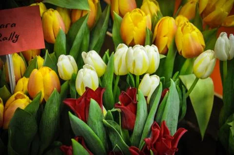 Tulips Stock Photos