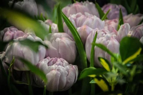 Tulips Stock Photos