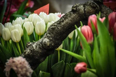 Tulips Stock Photos