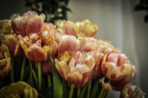 Tulips Stock Photos