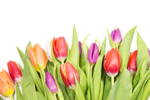 Tulips Foto stock