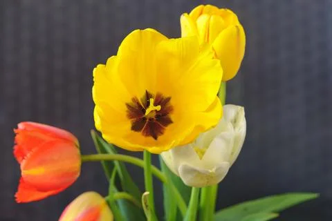 Tulips Foto stock