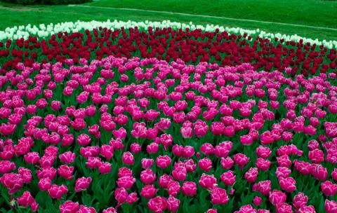 Tulips Stock Photos