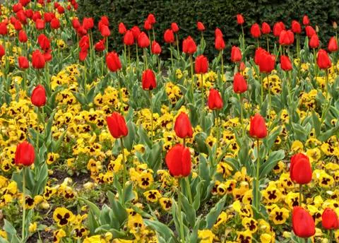 Tulips Stock Photos