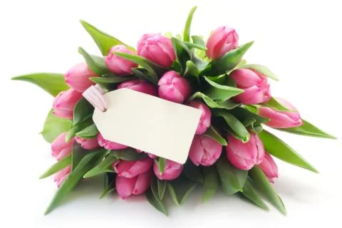 Tulips Stock Photos