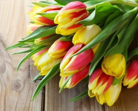 Tulips Stock Photos