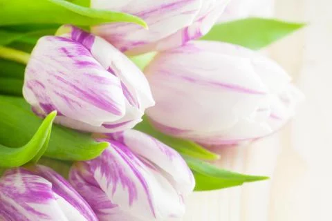 Tulips Stock Photos