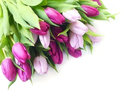Tulips Stock Photos