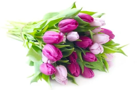Tulips Stock Photos