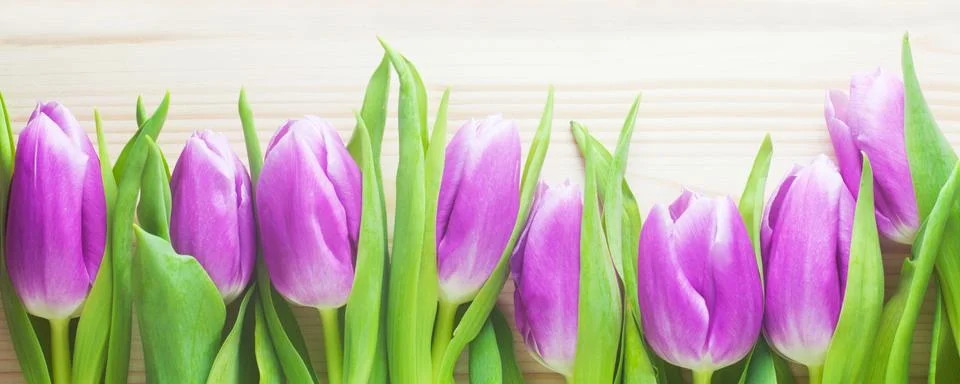 Tulips Stock Photos