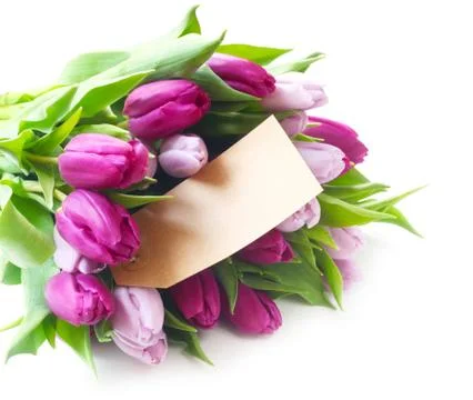 Tulips Stock Photos