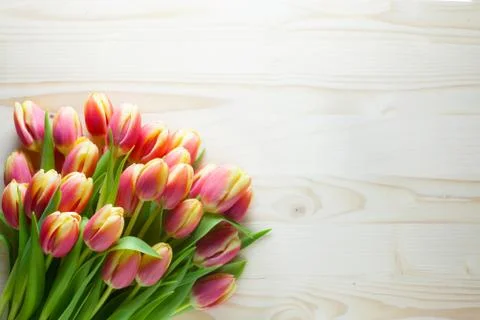 Tulips Stock Photos