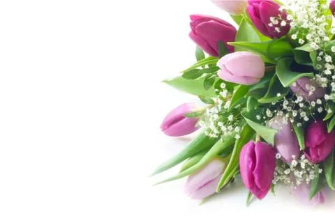 Tulips Stock Photos