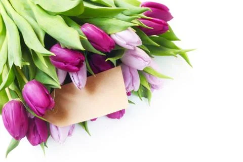 Tulips Stock Photos