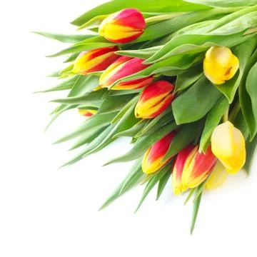 Tulips Stock Photos