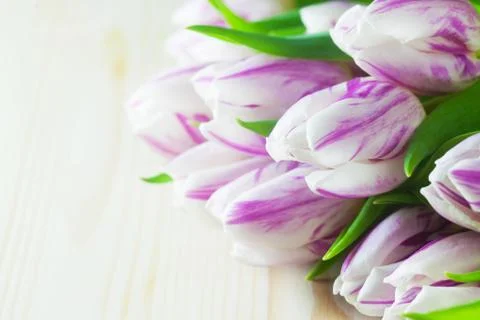 Tulips Stock Photos