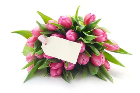 Tulips Stock Photos
