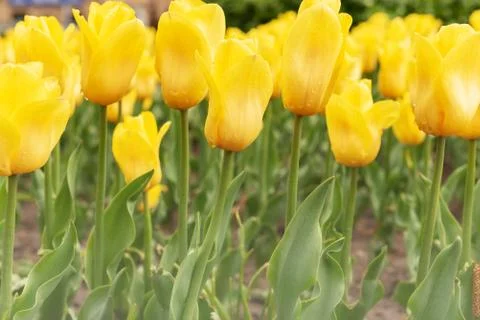 Tulips Foto stock