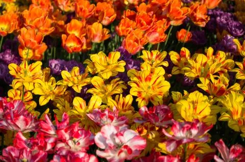 Tulips Stock Photos