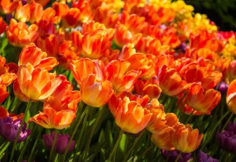 Tulips Stock Photos