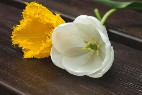 Tulips Stock Photos