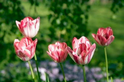 Tulips Stock Photos