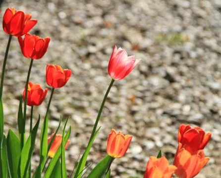 Tulips Stock Photos