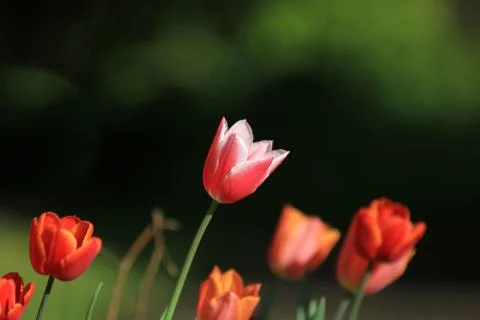 Tulips Foto stock
