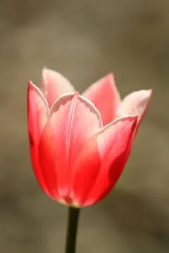 Tulips Stock Photos