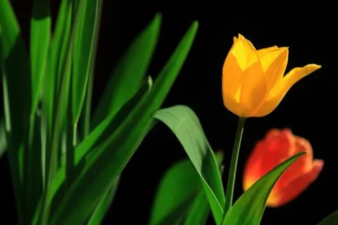 Tulips Stock Photos