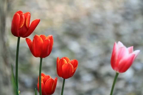 Tulips Stock Photos