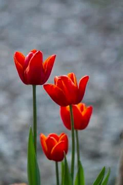 Tulips Foto stock