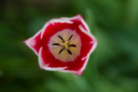 Tulips Stock Photos