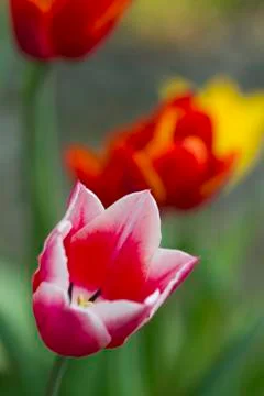 Tulips Foto stock