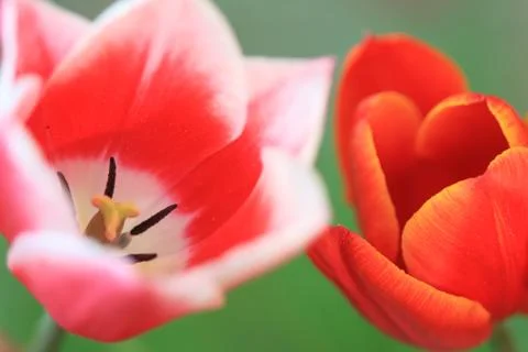 Tulips Stock Photos