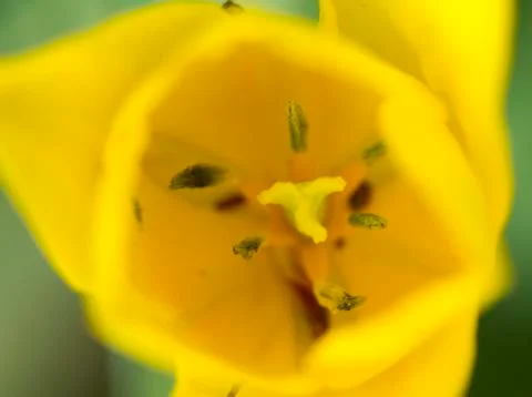 Tulips Stock Photos