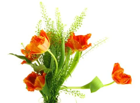 Tulips Foto stock