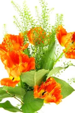 Tulips Stock Photos