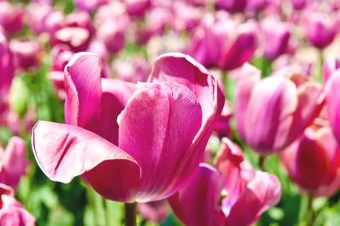 Tulips Stock Photos