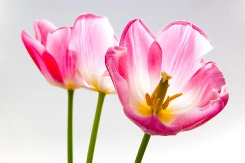 Tulips Stock Photos