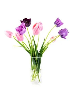 Tulips Stock Photos