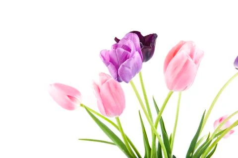 Tulips Stock Photos
